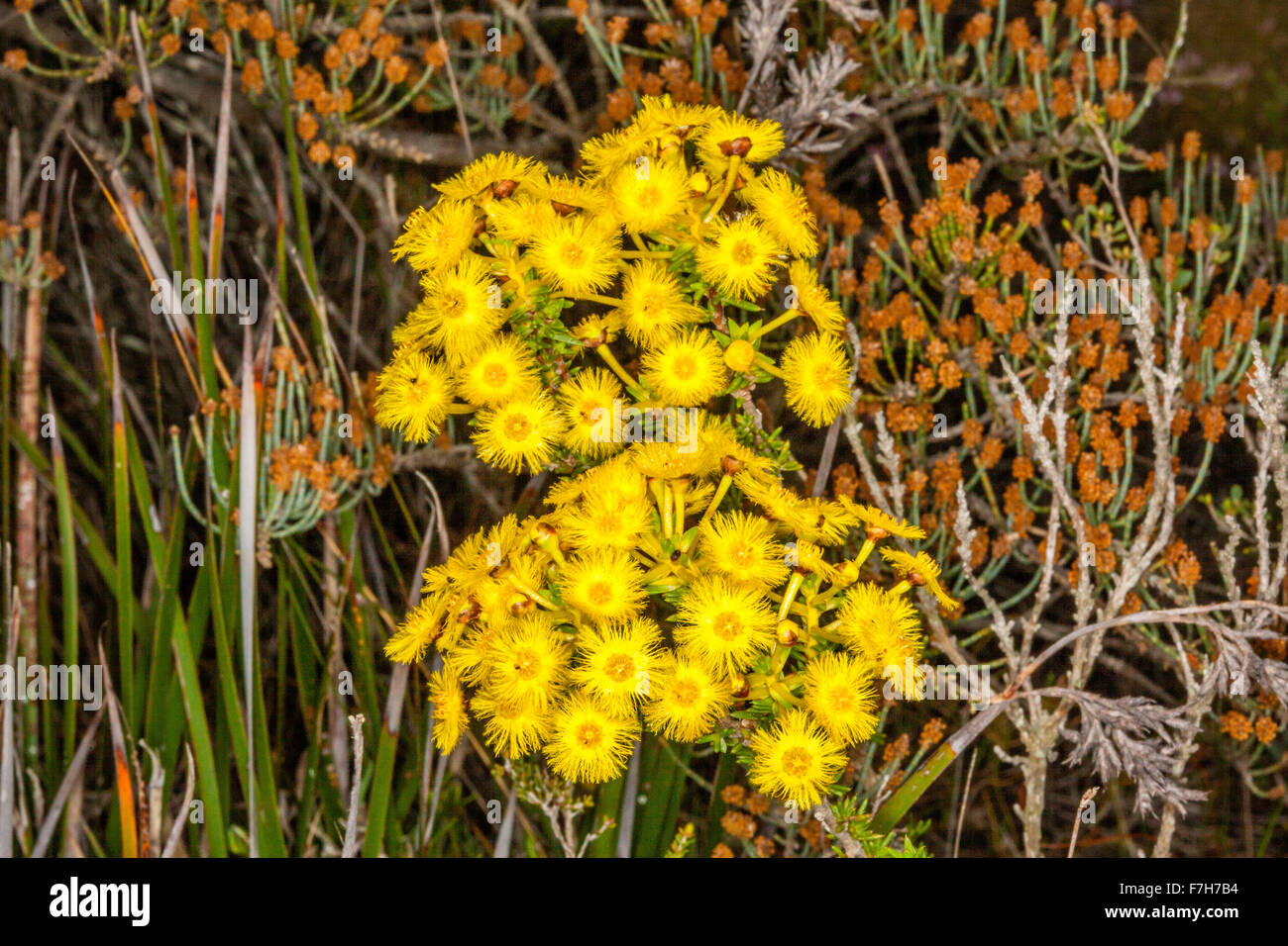 Australia, Australia occidentale, Great Southern e Eastern Wheatbelt regione, giallo oro featherflowers artiglio, Verticordia grandiflo Foto Stock