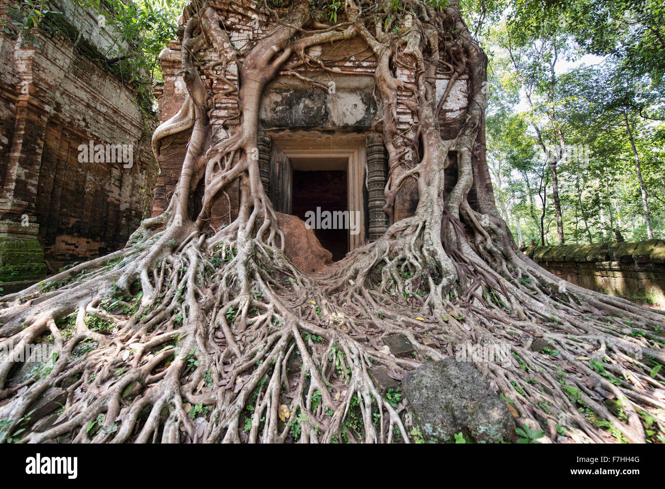 Radici di albero avvolto intorno alla giungla nascosto tempio di Prasat Pram a Koh Ker, Siem Reap, Cambogia Foto Stock