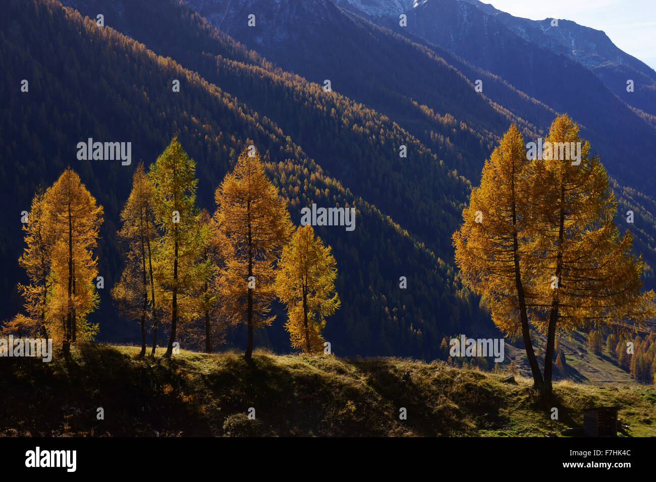 I larici in autunno con aghi gialli, Lötschental, Alpi del Vallese, Switzerlande Foto Stock