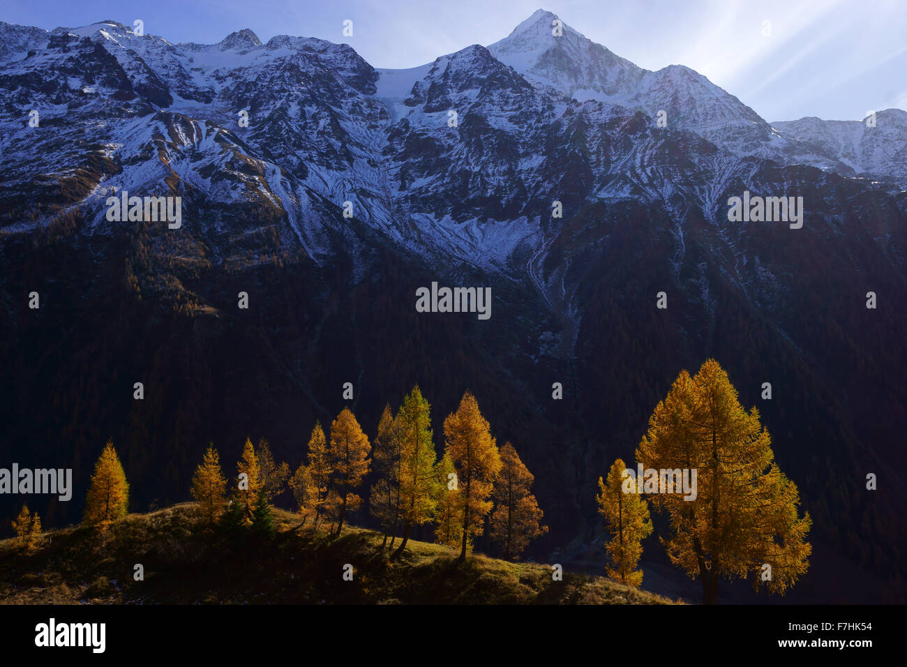 I larici in autunno con aghi gialli, Mt. Bietschhorn, neve fresca, Lötschental, Alpi del Vallese, Svizzera Foto Stock