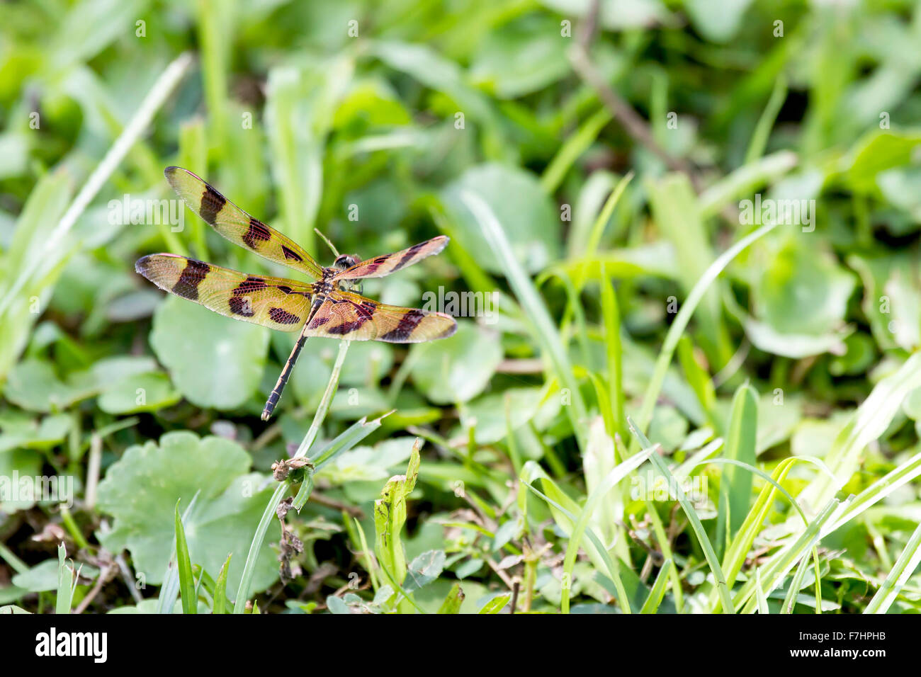 Halloween Pennant Dragonfly, Celithemis eponina. Femmine e maschi giovanile hanno corpo giallo marcature. Parco nazionale delle Everglades, Foto Stock