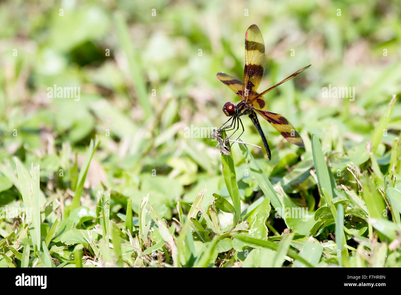 Halloween Pennant Dragonfly, Celithemis eponina. Femmine e maschi giovanile hanno corpo giallo marcature. Parco nazionale delle Everglades, Foto Stock