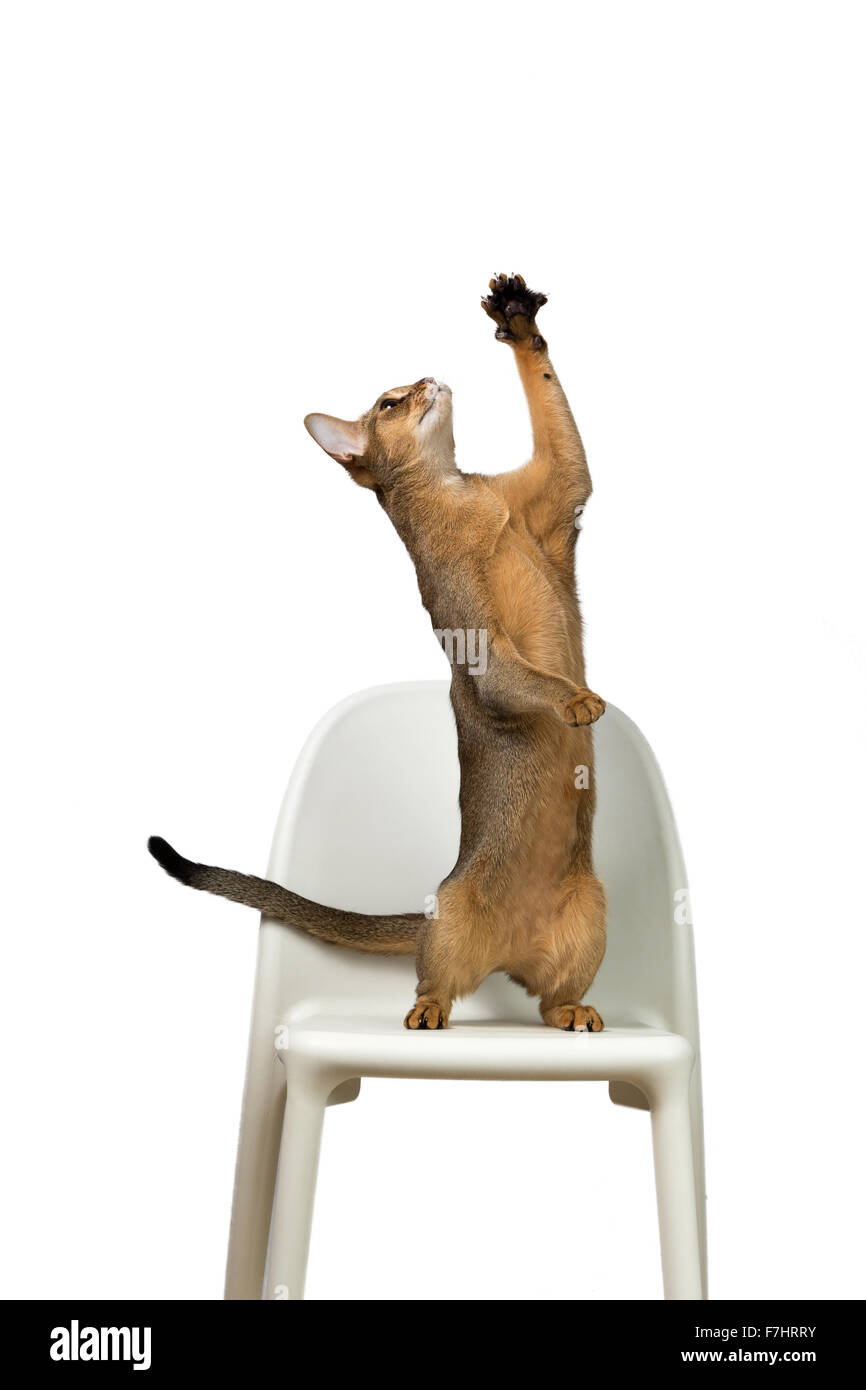 Gatto abissino riproduce in piedi sulle zampe posteriori su una sedia isolati su sfondo bianco Foto Stock