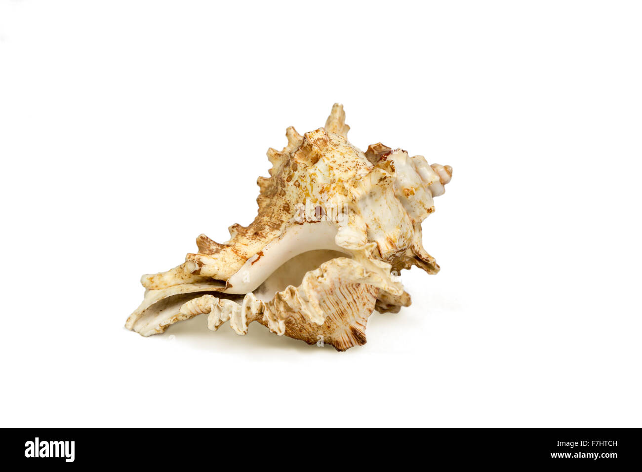 Seashell isolare sullo sfondo bianco con tracciato di ritaglio Foto Stock