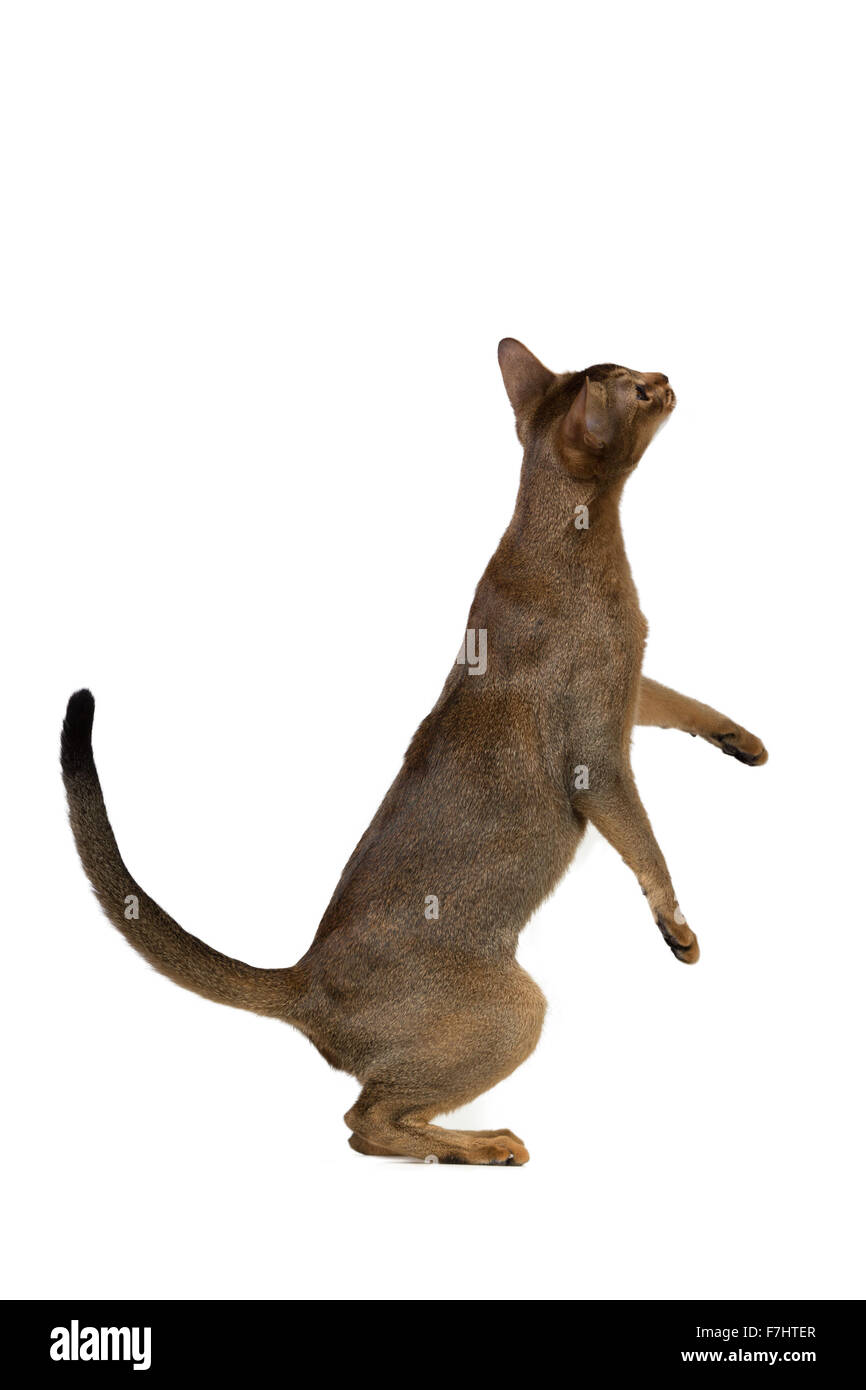 Gatto abissino in piedi sulle zampe posteriori isolate su sfondo bianco Foto Stock