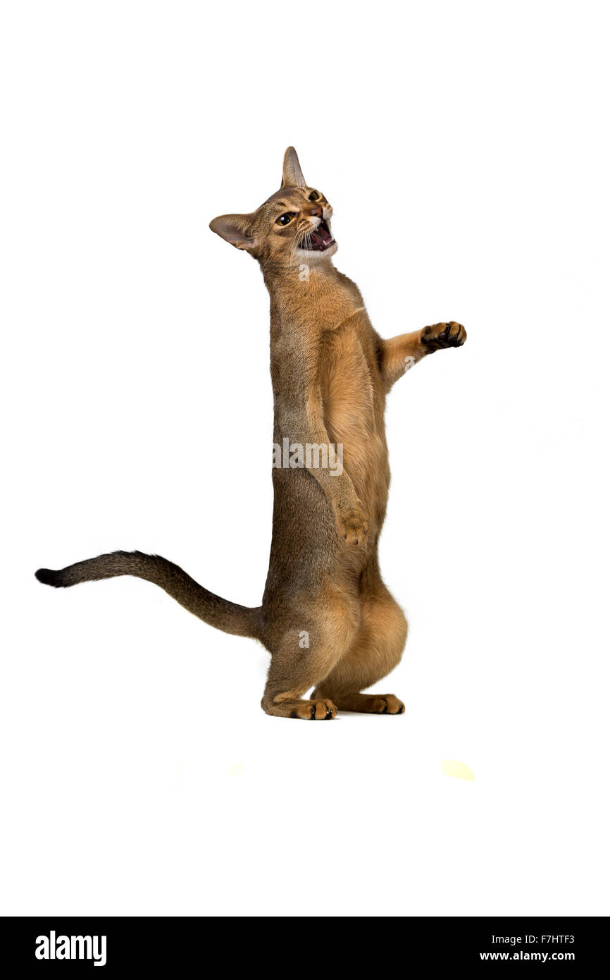 Gatto abissino riproduce in piedi sulle zampe posteriori isolate su sfondo bianco Foto Stock