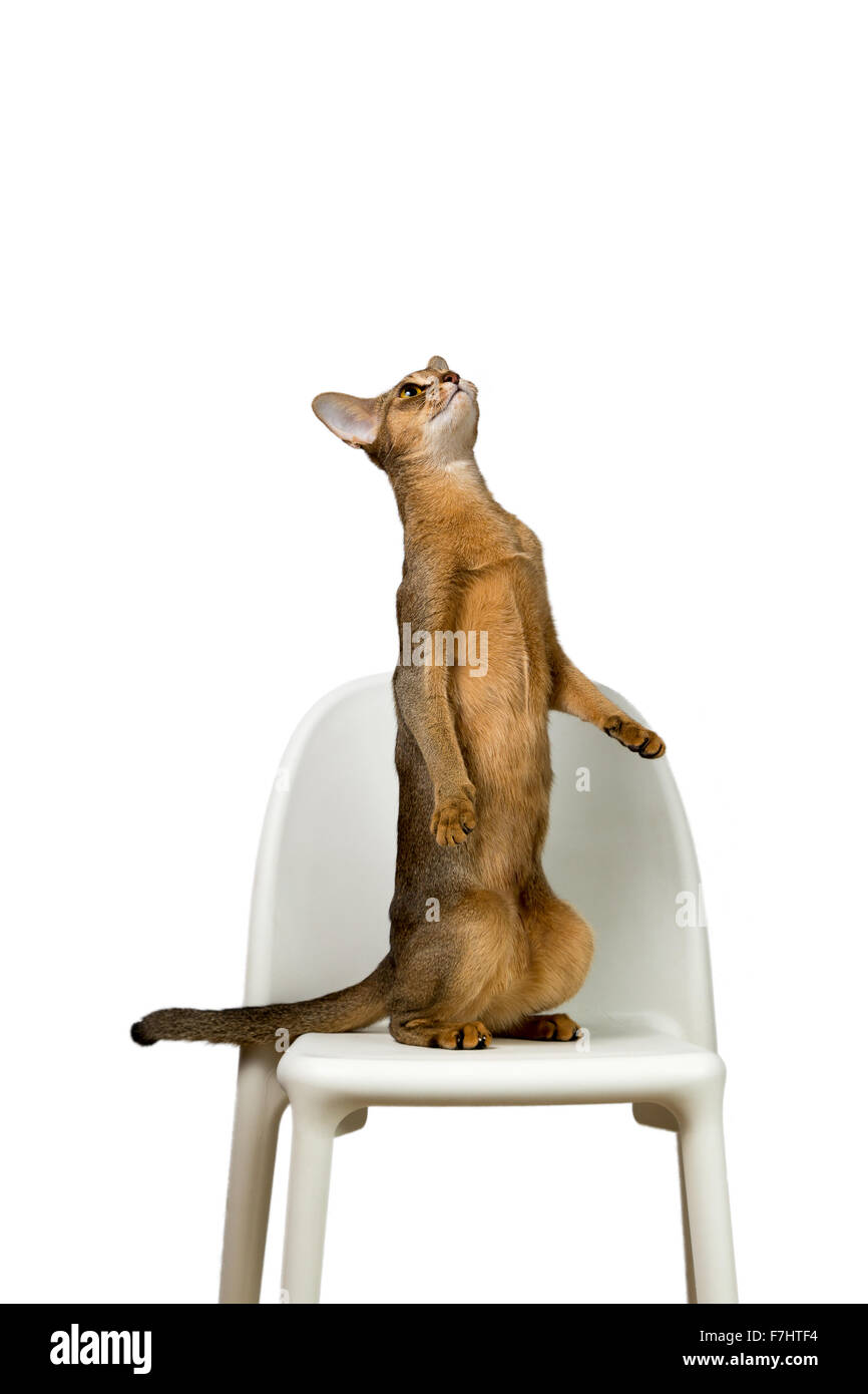 Gatto abissino riproduce in piedi sulle zampe posteriori su una sedia isolati su sfondo bianco Foto Stock