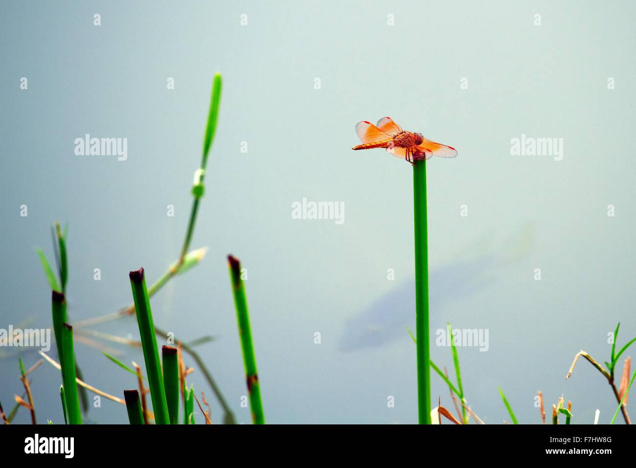Del Parco delle Paludi di Hong Kong - doppio drago alato volare appollaiato su un reed con bass nuotare sotto in Tin Shui Wai New Town Development Yuen Long Foto Stock