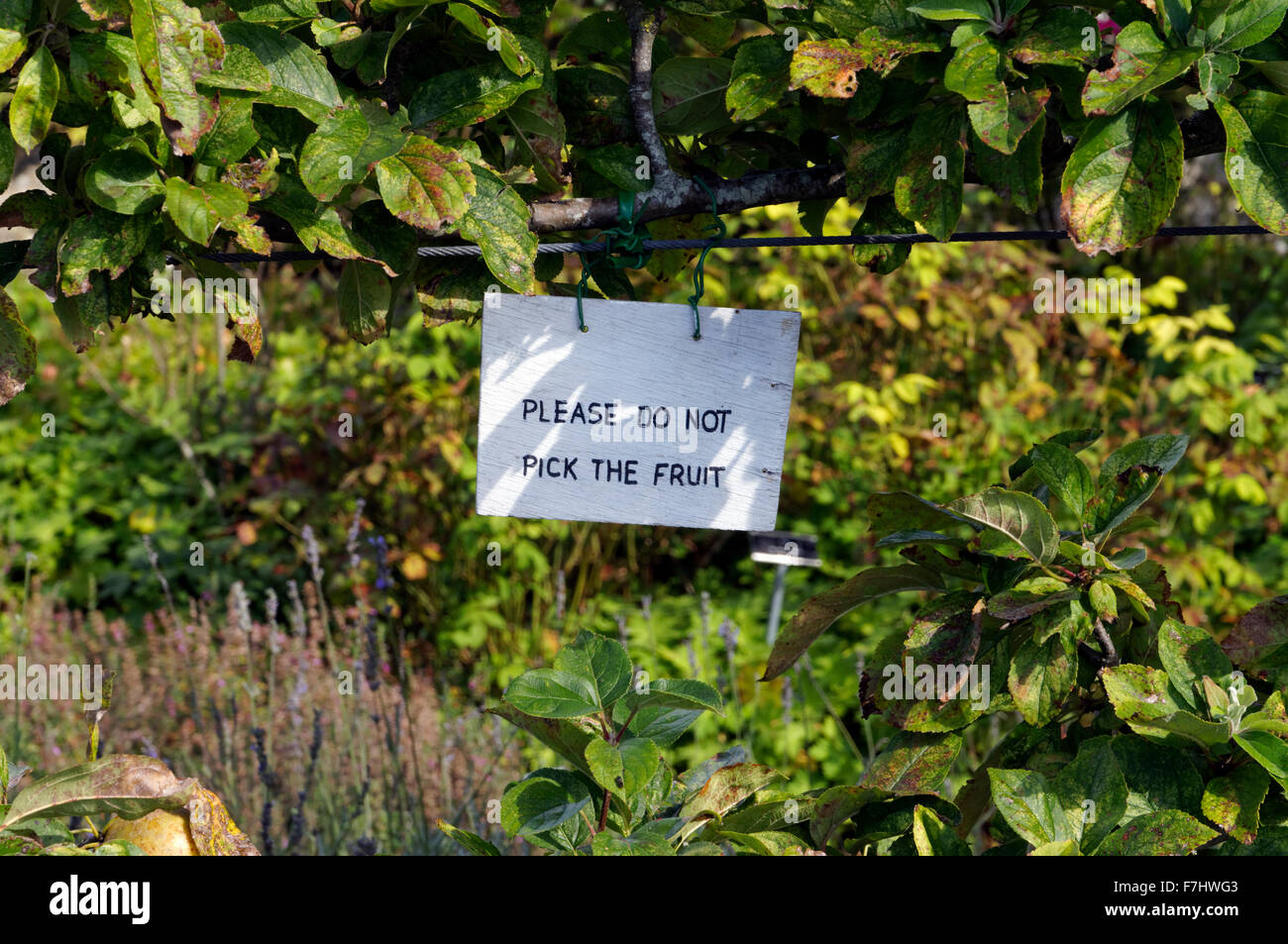 Cartello che diceva "Si prega di non raccogliere la frutta " Physic Garden, Cowbridge, Vale of Glamorgan, South Wales, Regno Unito. Foto Stock