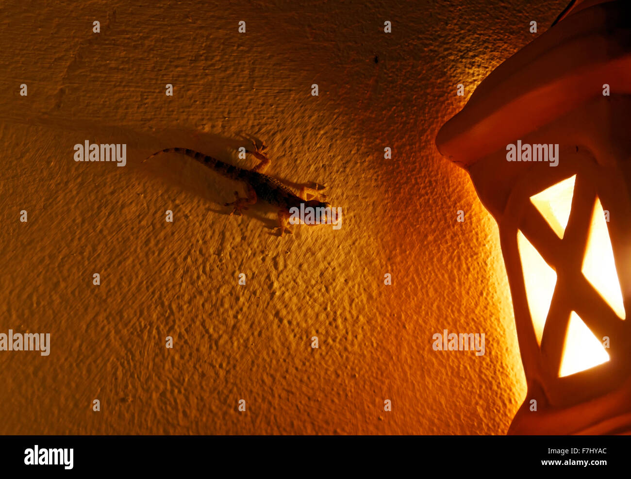 Il geco sul muro accanto alla luce, Playa Blanca, Lanzarote, Isole Canarie, Spagna. Foto Stock