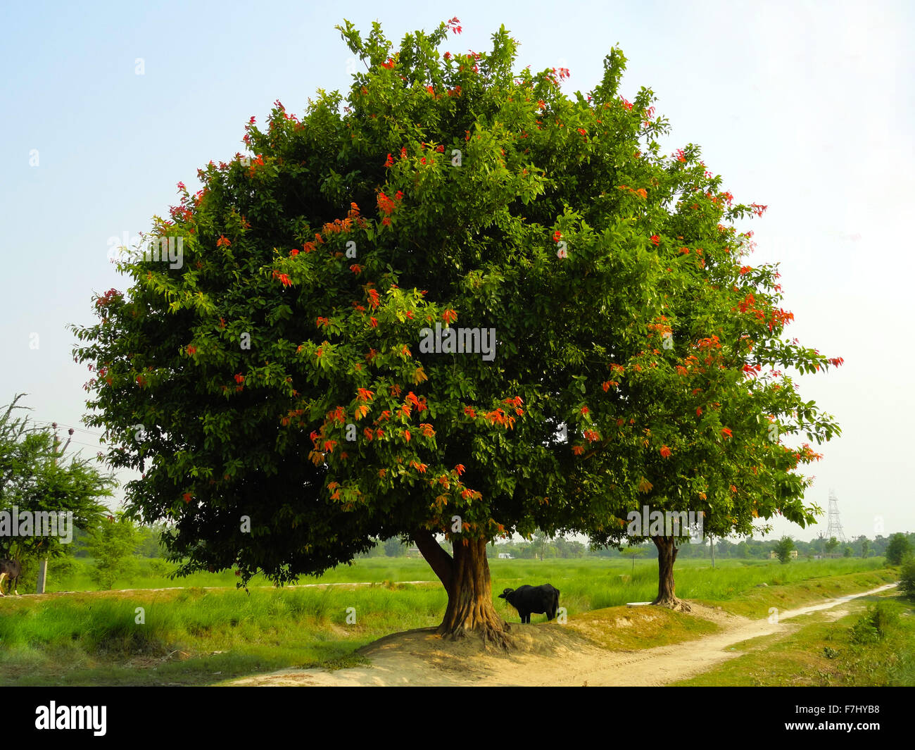 Unico albero giovane a molla in Prato Foto Stock