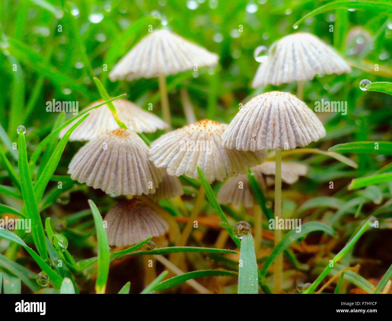 Immagine ravvicinata di funghi sul prato Foto Stock