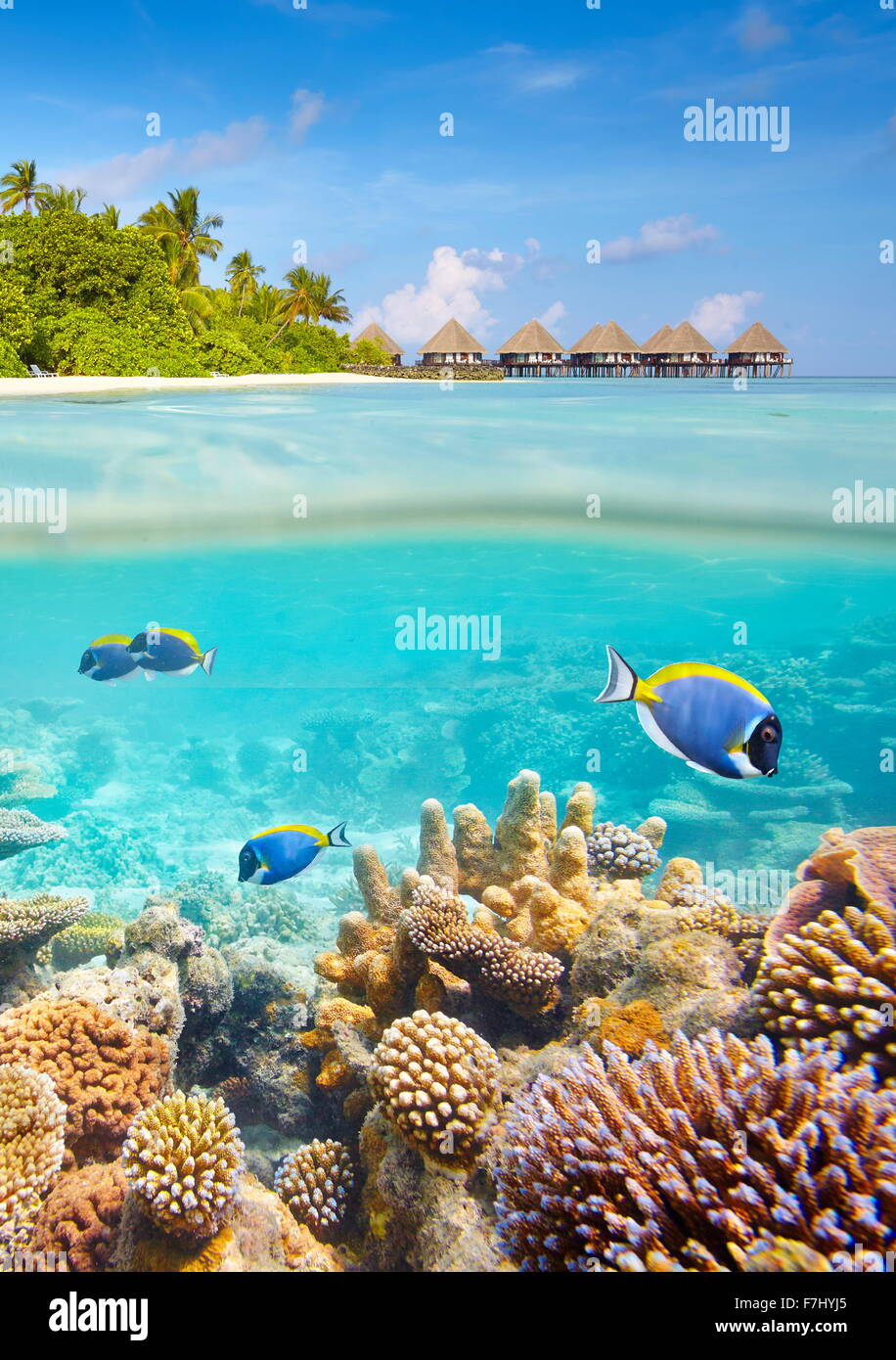 Vista subacquea con barriera corallina e pesci, isole delle Maldive Foto Stock