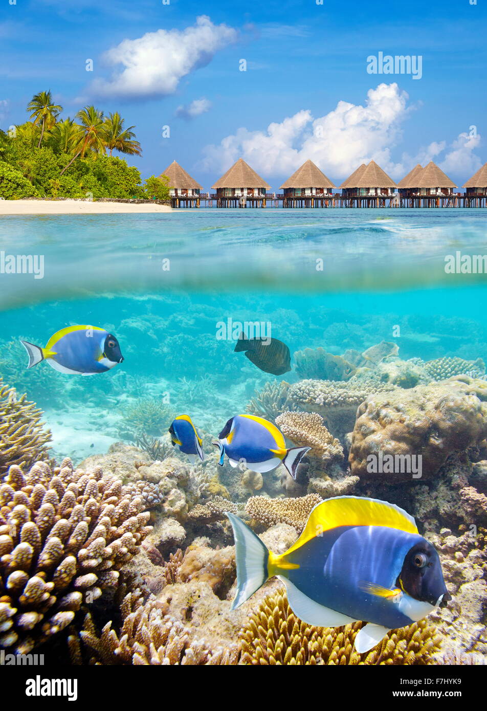 Vista subacquea a pesci tropicali e reef, isole Maldive, atollo di Ari Foto Stock