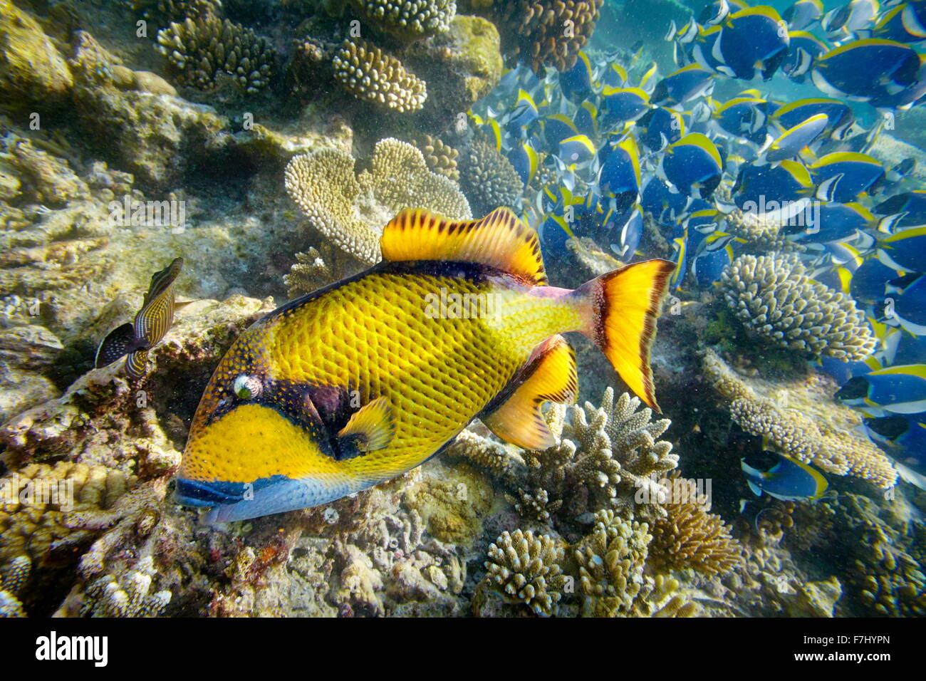Vista subacquea con vicino il pesce, isole delle Maldive, Oceano Indiano Foto Stock