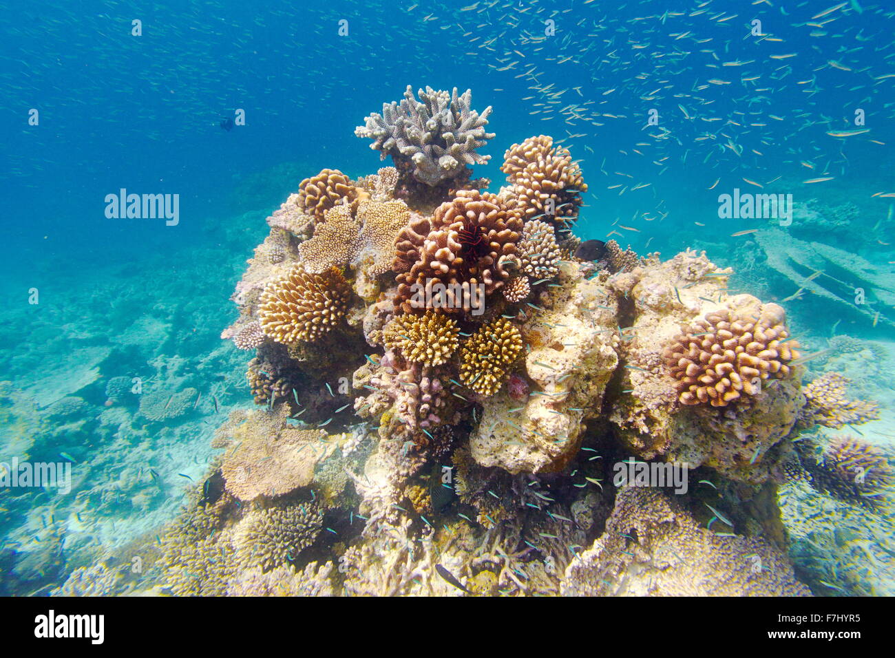 Vista subacquea presso il reef, Isole Maldive Foto Stock