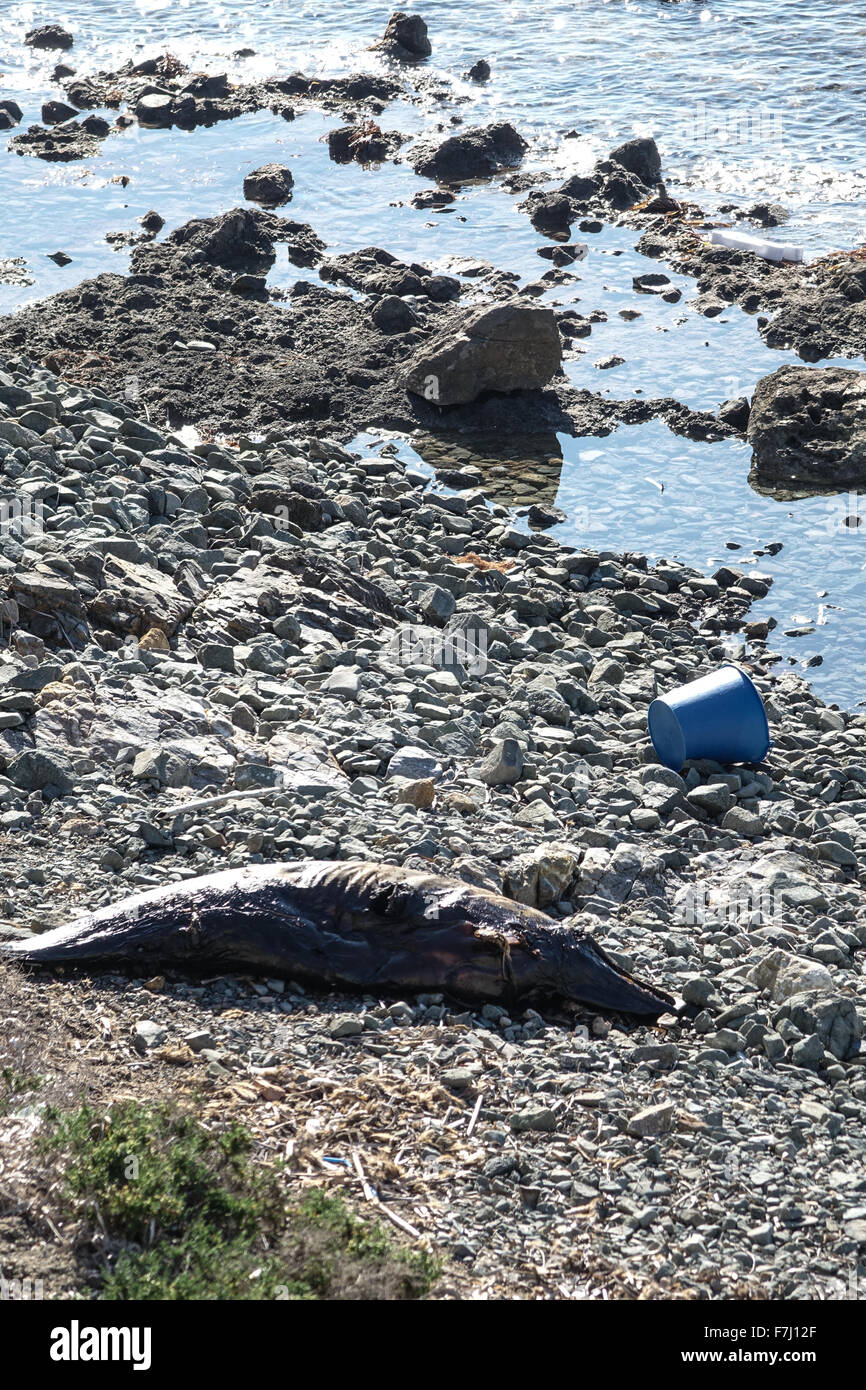 Dead Dolphin marciume sulla spiaggia di ciottoli. Foto Stock