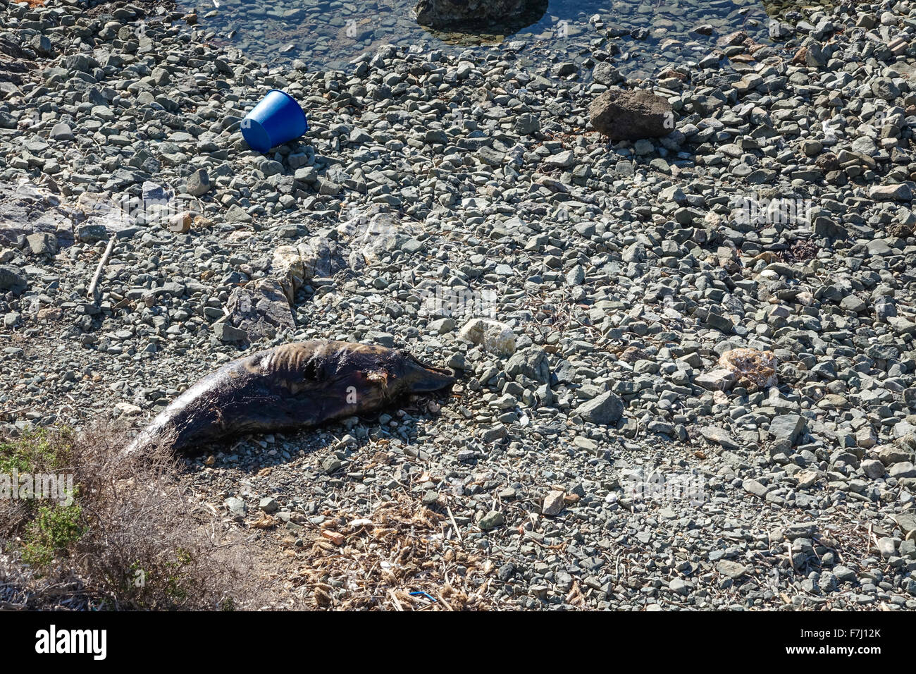 Dead Dolphin marciume sulla spiaggia di ciottoli. Foto Stock
