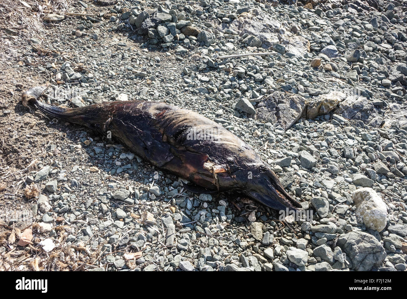 Dead Dolphin marciume sulla spiaggia di ciottoli. Foto Stock
