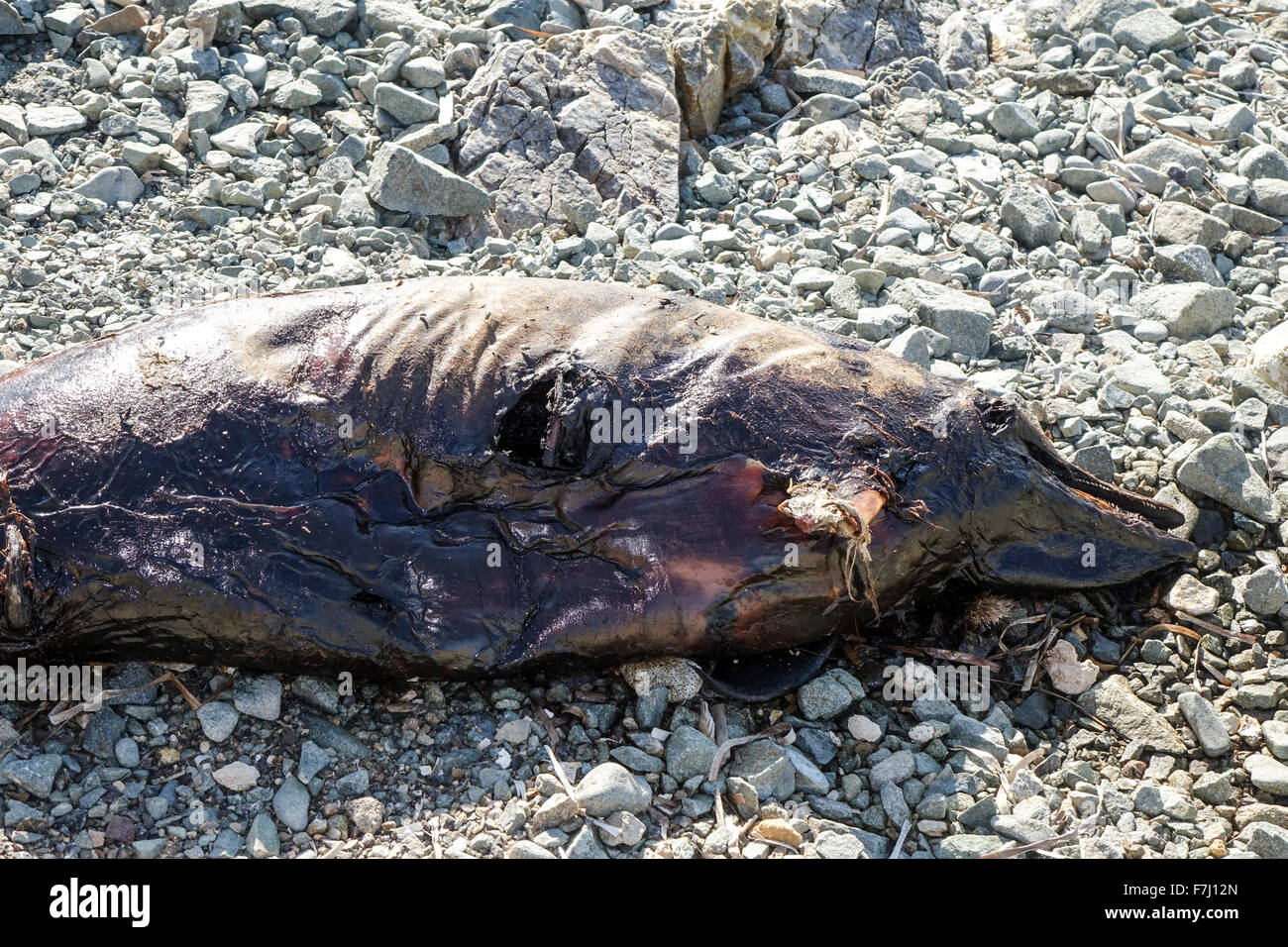 Dead Dolphin marciume sulla spiaggia di ciottoli. Foto Stock