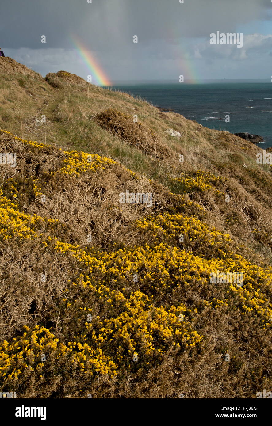 Gorse comune in fiore in primavera, con doppio arcobaleno, su Lizard Point, Cornwall Foto Stock