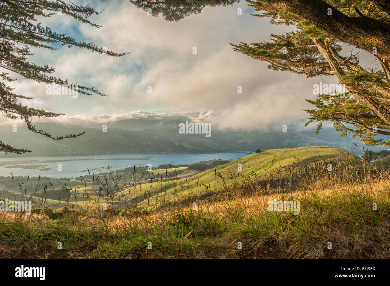 Pascoli della penisola di Otago, Isola del Sud, Nuova Zelanda Foto Stock