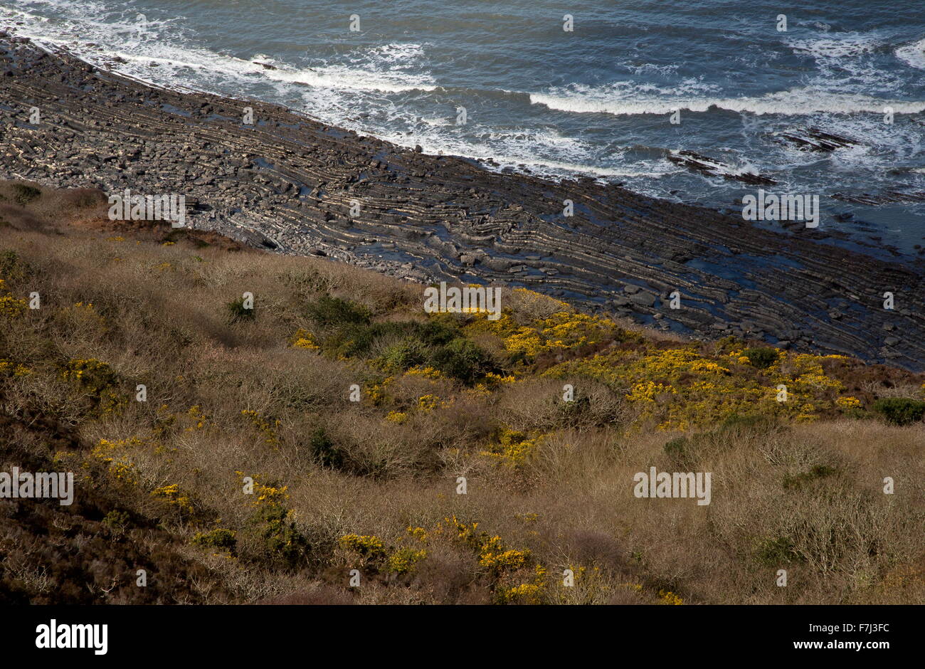 Intensamente carbonifero ripiegato rocce in riva al mare a Dizzard, nel Boscastle per Widemouth SSSI, North Cornish Coast. Foto Stock