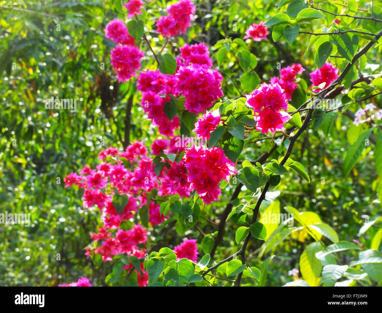 Mazzi di fiori di colore rosa in giardino Foto Stock