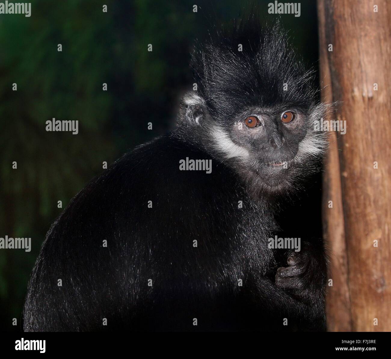 Sud-est asiatico François' Langur ( Trachypithecus francoisi), a.k.a. Francois' foglia o di scimmia Tonkin leaf monkey. Foto Stock