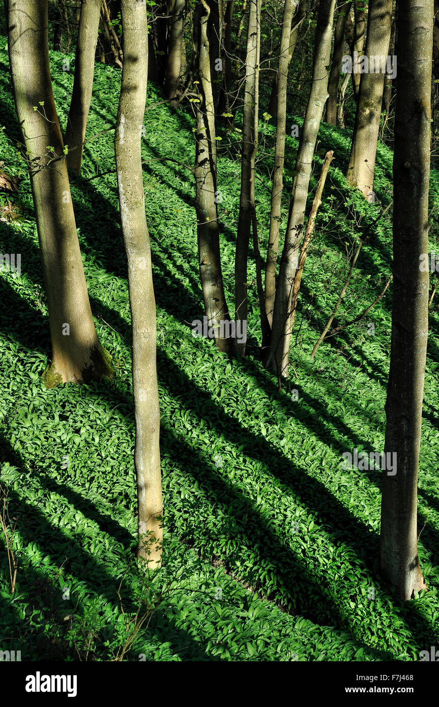 Alberi striata di colata di ombre in un bosco di primavera pieno di aglio selvatico. Foto Stock