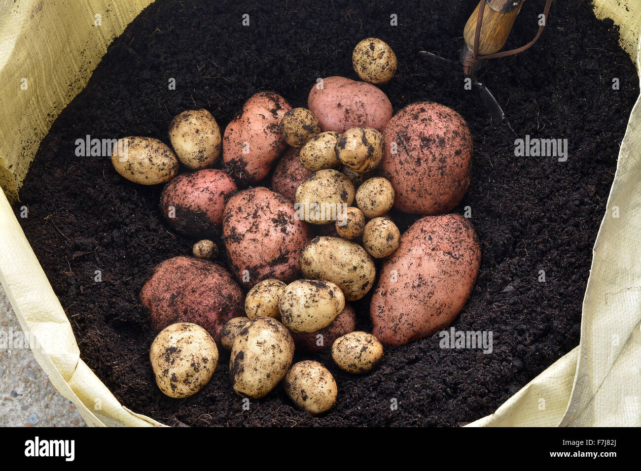 Appena sollevato unwashed organici di rosso e bianco home patate coltivate in un giardino da un sacchetto di crescere in scuro ricco suolo, mostrando un piccolo Foto Stock