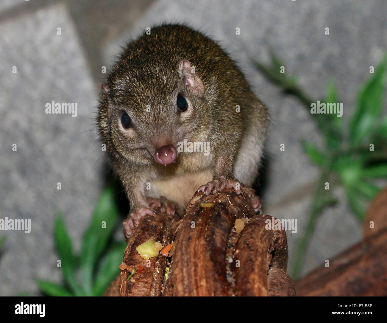 Sud-est asiatico albero comune Megera (Tupaia glis) Foto Stock