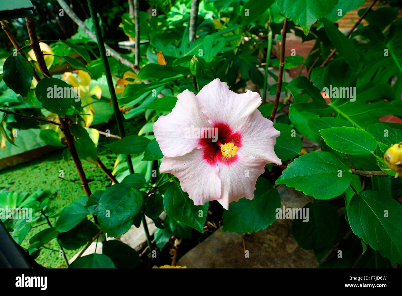 HIBISCUS, pianta flowering. Foto Stock