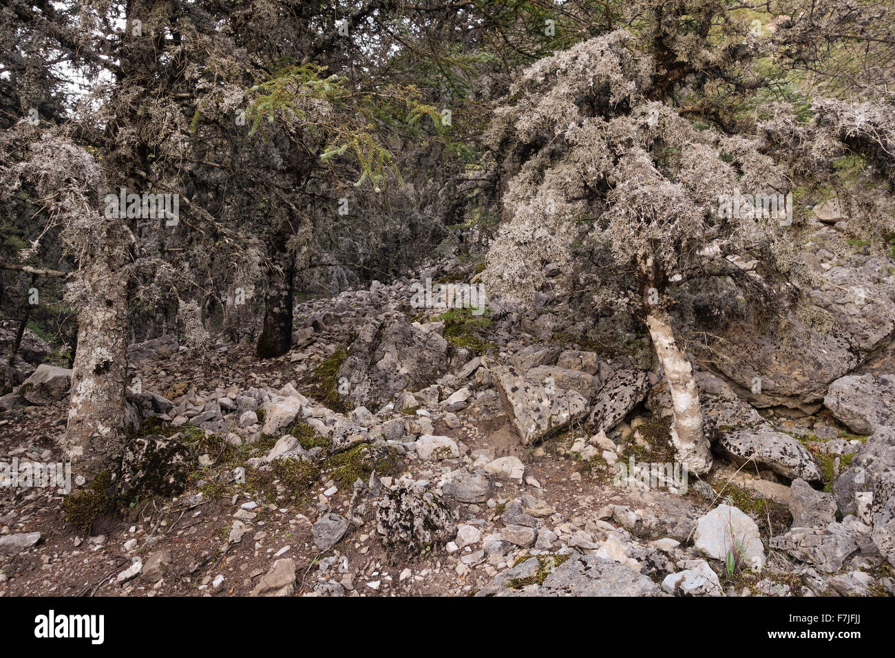 Foliose frondosi licheni che coprono lo spagnolo abeti, Andalusia, Spagna. Foto Stock