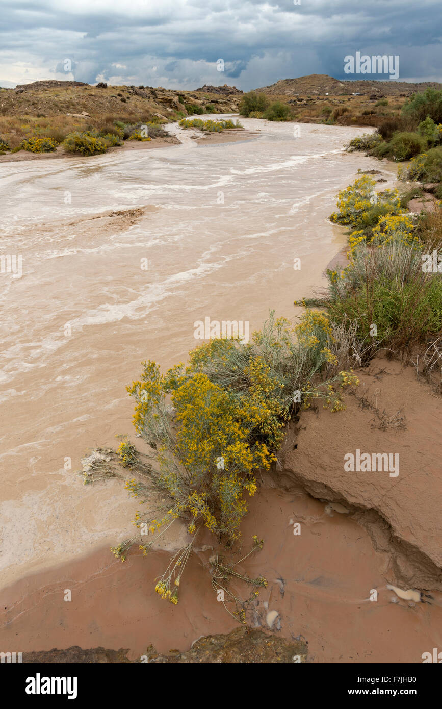 Monezuma Creek in flood, Navajo Nation, Utah. Foto Stock