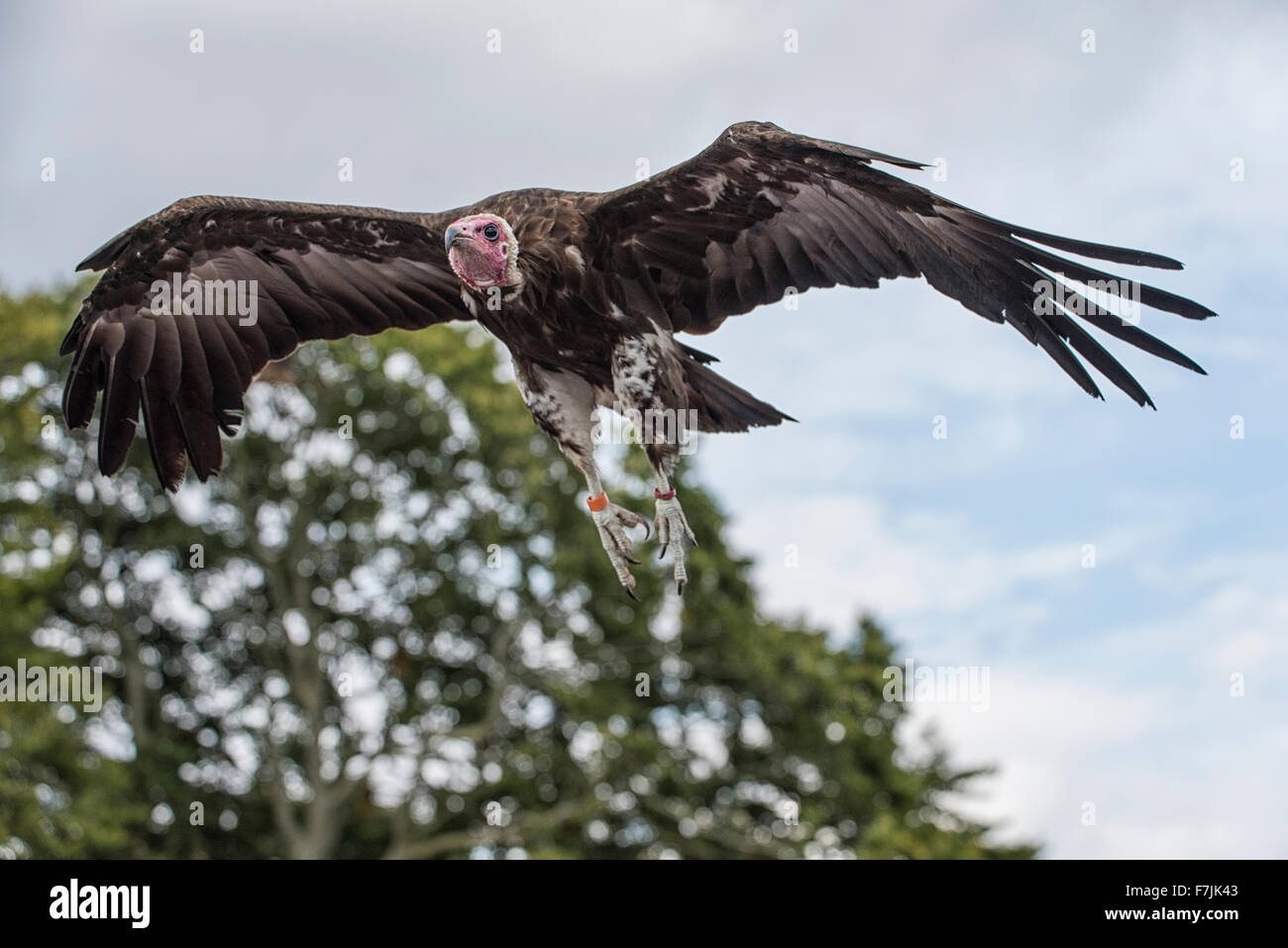 Vulture fies oltre il Falco il Falco Conservancy Trust Foto Stock