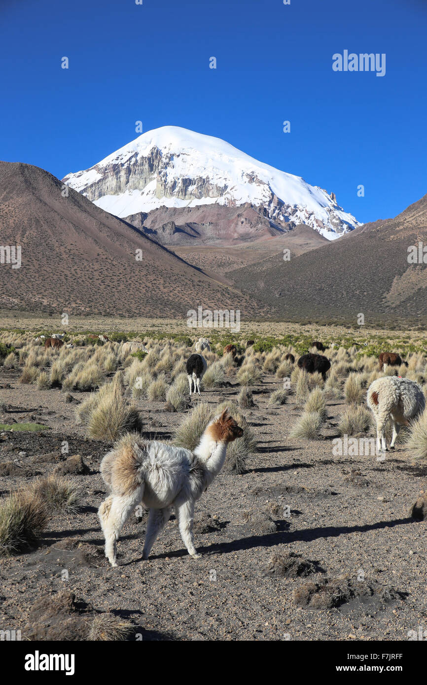 Il paesaggio andino con allevamento di lama, con il vulcano Sajama sullo sfondo. Foto Stock