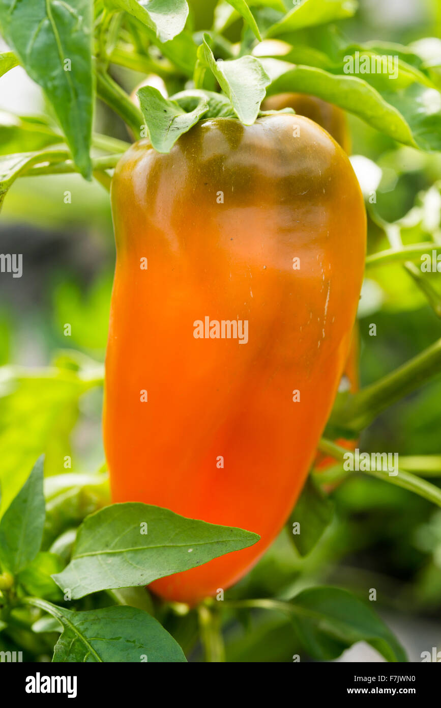 Sweet Pepper Plant. Foto Stock