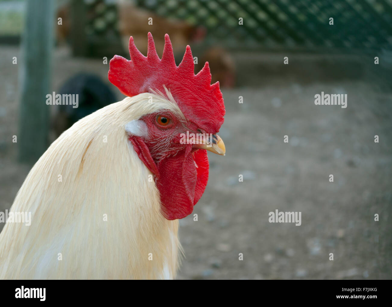 Pollo bianco vista di profilo esterno Foto Stock