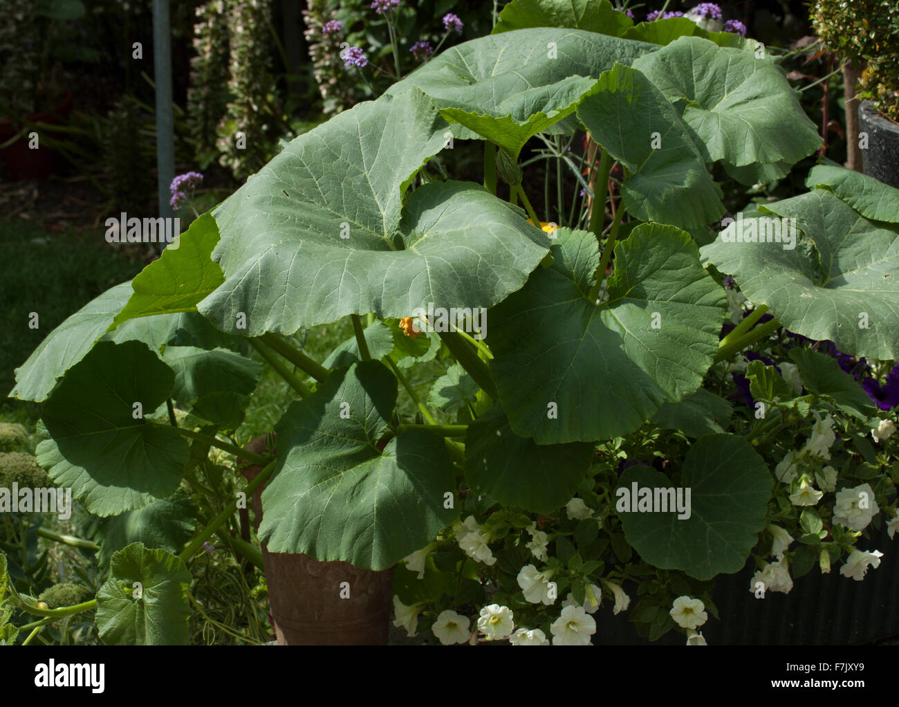Squash Cucurbita maxima impianto Foto Stock