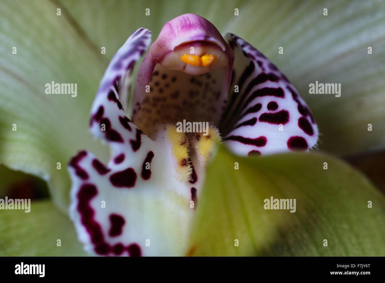 Un bel regalo floristici con elementi di vita marina. Foto Stock