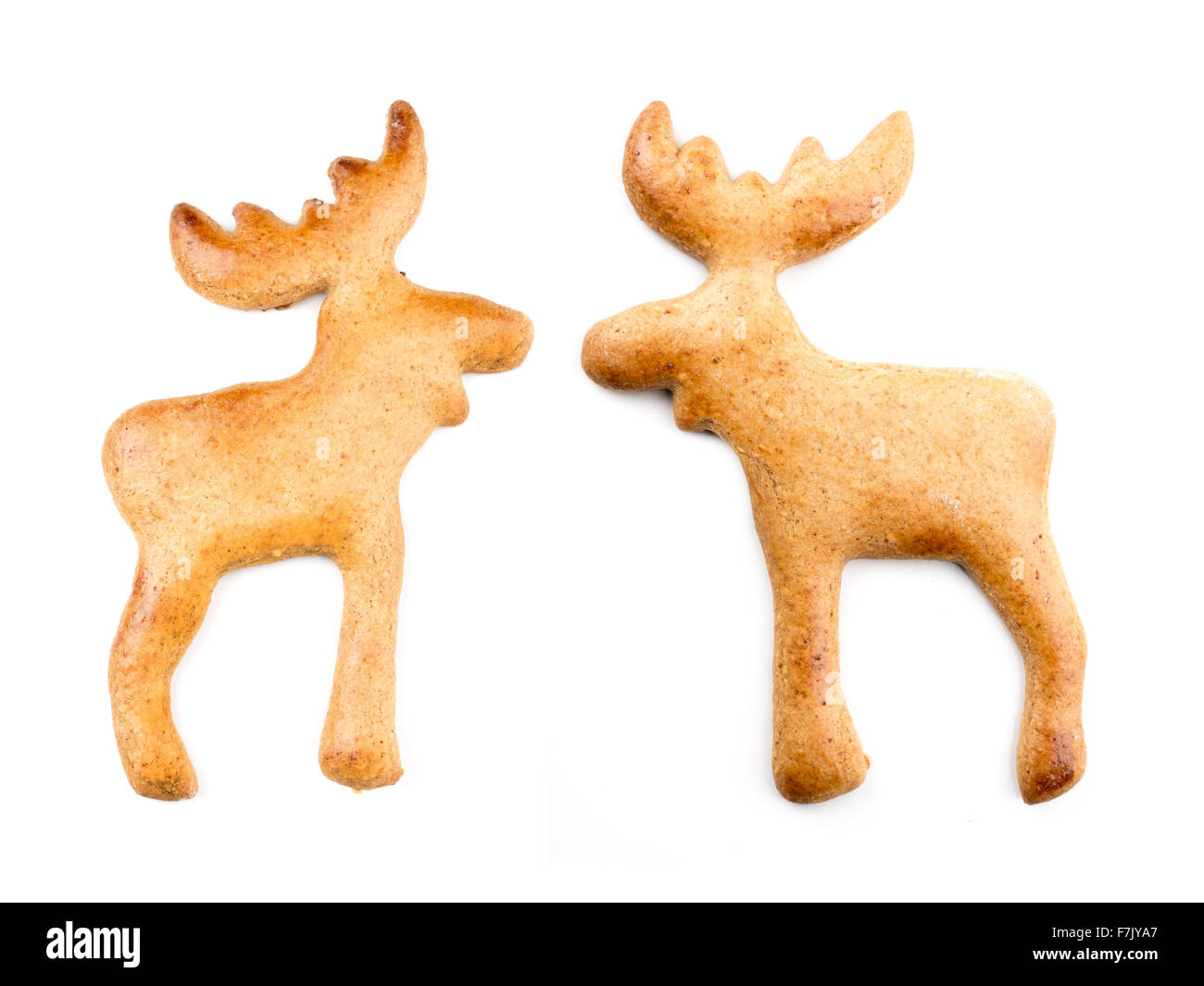 Due gingerbread moose-come i cookie su sfondo bianco Foto Stock