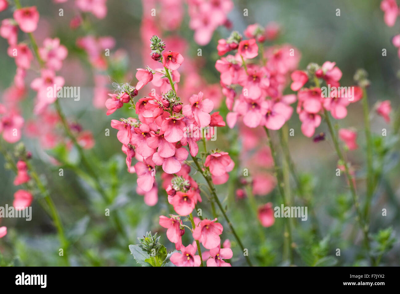 Diascia fiori che crescono in un prato. Foto Stock