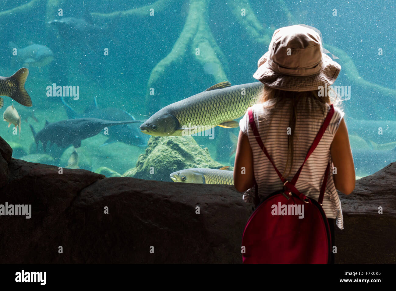 Fuengirola, Costa del Sol, provincia di Malaga, Andalusia, Spagna meridionale. Piccolo bambino guardando attraverso la parete di vetro del pesce serbatoio Foto Stock