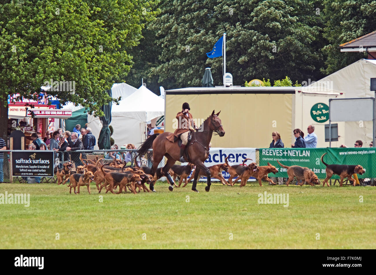 Il sangue Hounds Kent County Visualizza Foto Stock