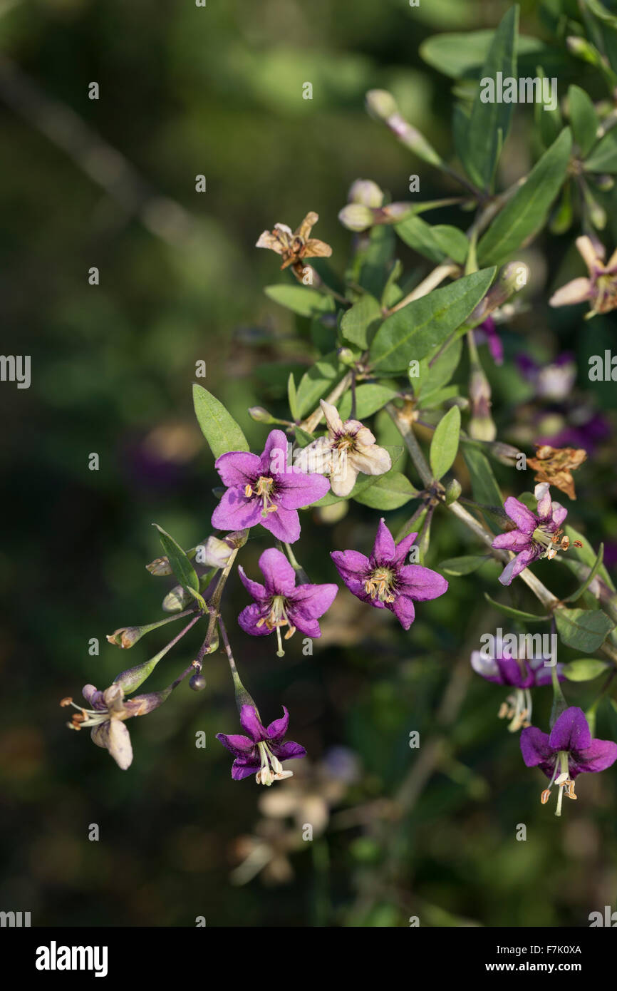 Boxthorn, box thorn, wolfberry cinese, Himalayan goji, Bocksdorn, Goji-Beere, Gojibeere, Lycium barbarum, Lycium halimifolium Foto Stock