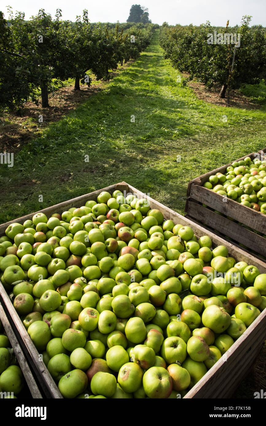 Agricoltura di Apple, Co. Armagh, Irlanda del Nord Foto Stock