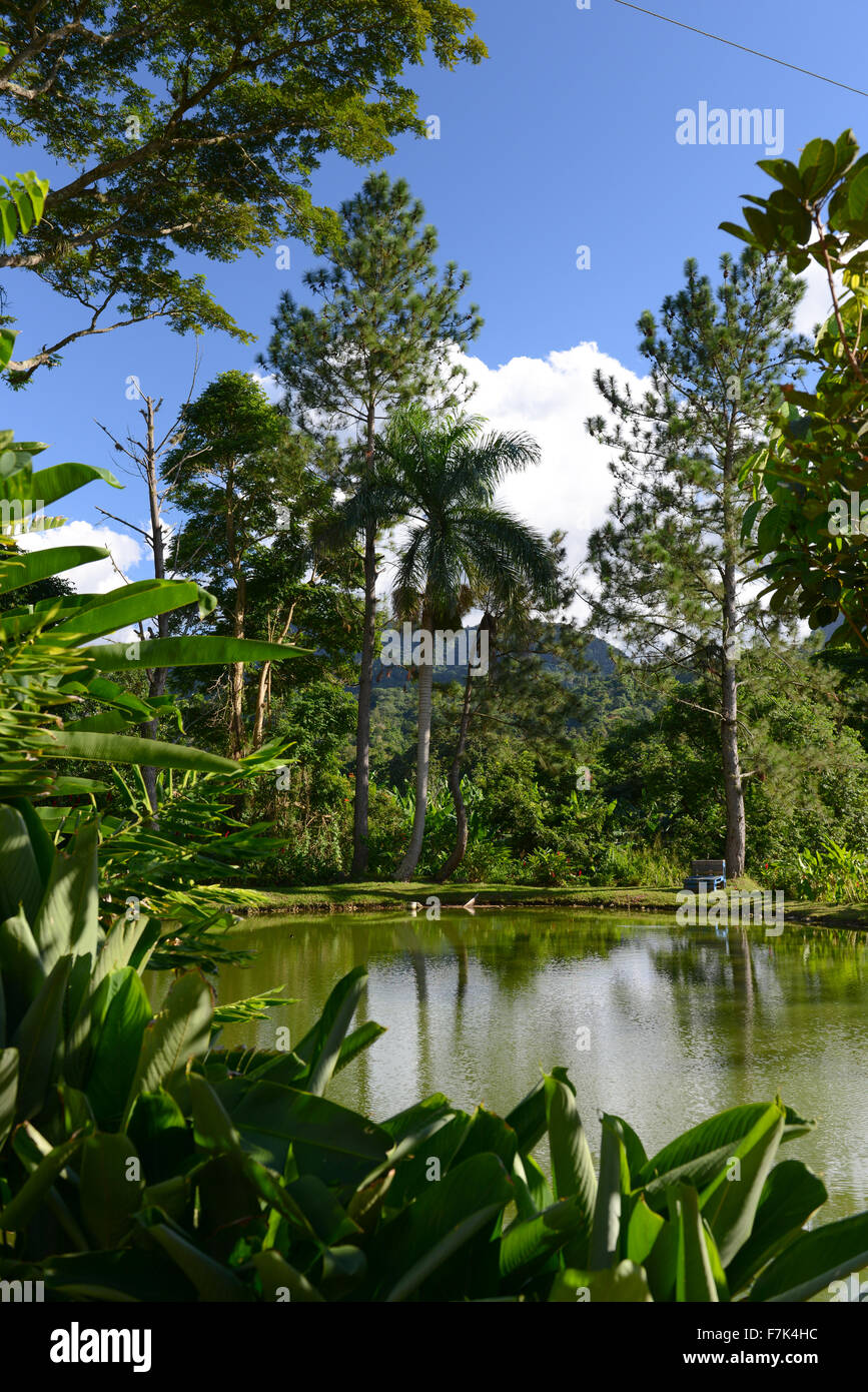 Uno splendido scenario di stagno e vegetazione a Hacienda San Pedro (artigianale produttore di caffè). Jayuya, Puerto Rico. USA il territorio. Foto Stock