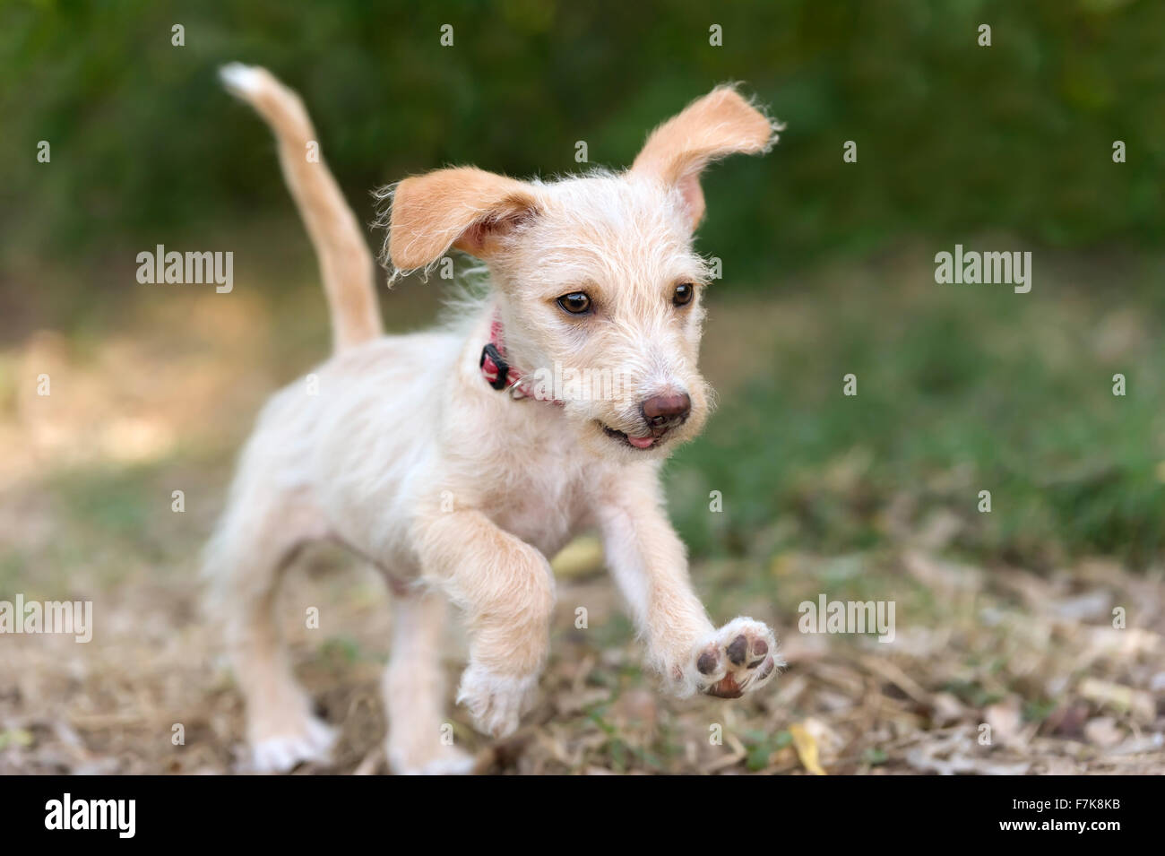 Puppy in esecuzione è un simpatico bouncy soffice cucciolo beige scherzosamente correre e saltare all'esterno. Foto Stock