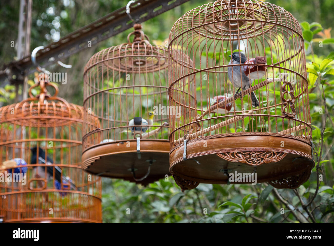 Gli uccelli in gabbie presso il Bird Garden/strada/mercato di Hong Kong, Cina. Incentrato sulla gabbia più vicina. Foto Stock